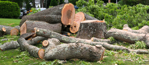 How Our Tree Care Process Works  in  Gunnison, CO